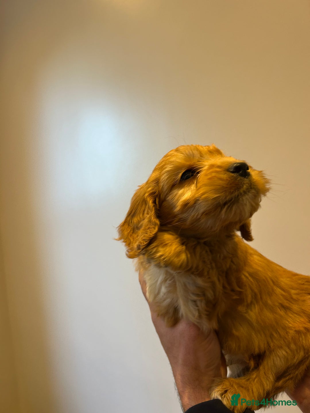 Cockapoo dogs for sale: Cockapoo puppies f1 gorgeous little babys - Advert 28