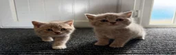 British Shorthair cats for sale: Stunning British shorthair kitten  - Advert 5