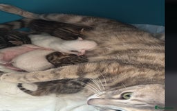 Bengal cats for sale: Savannah x snow bengal kittens 2M 1F Ready to go. - Image 4