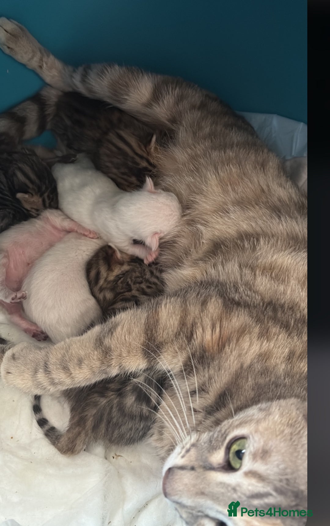 Bengal cats for sale: Savannah x snow bengal kittens 2M 1F Ready to go. - Image 4