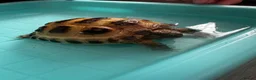 Tortoise reptiles for sale: Horsefield Tortoise in Alford - Advert 4