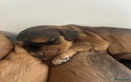 Cockapoo dogs for sale: 👑 Stunning F1 Cockapoo puppies 👑 - Image 8