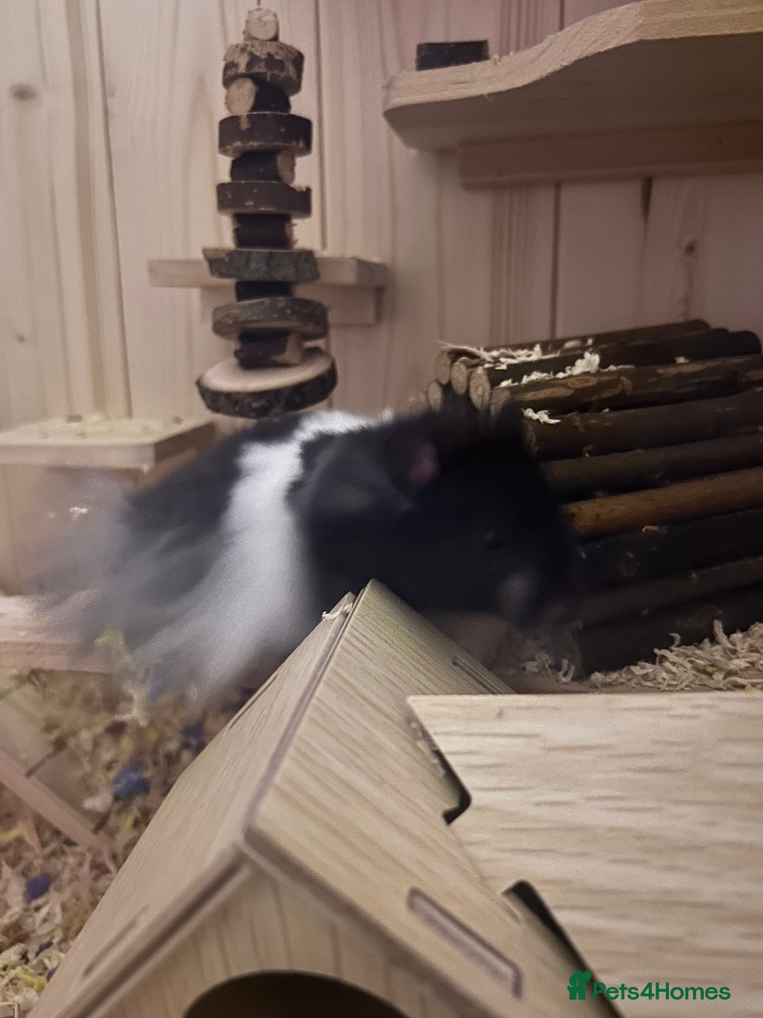 Hamster rodents for sale: hamster and everything included - Image 4