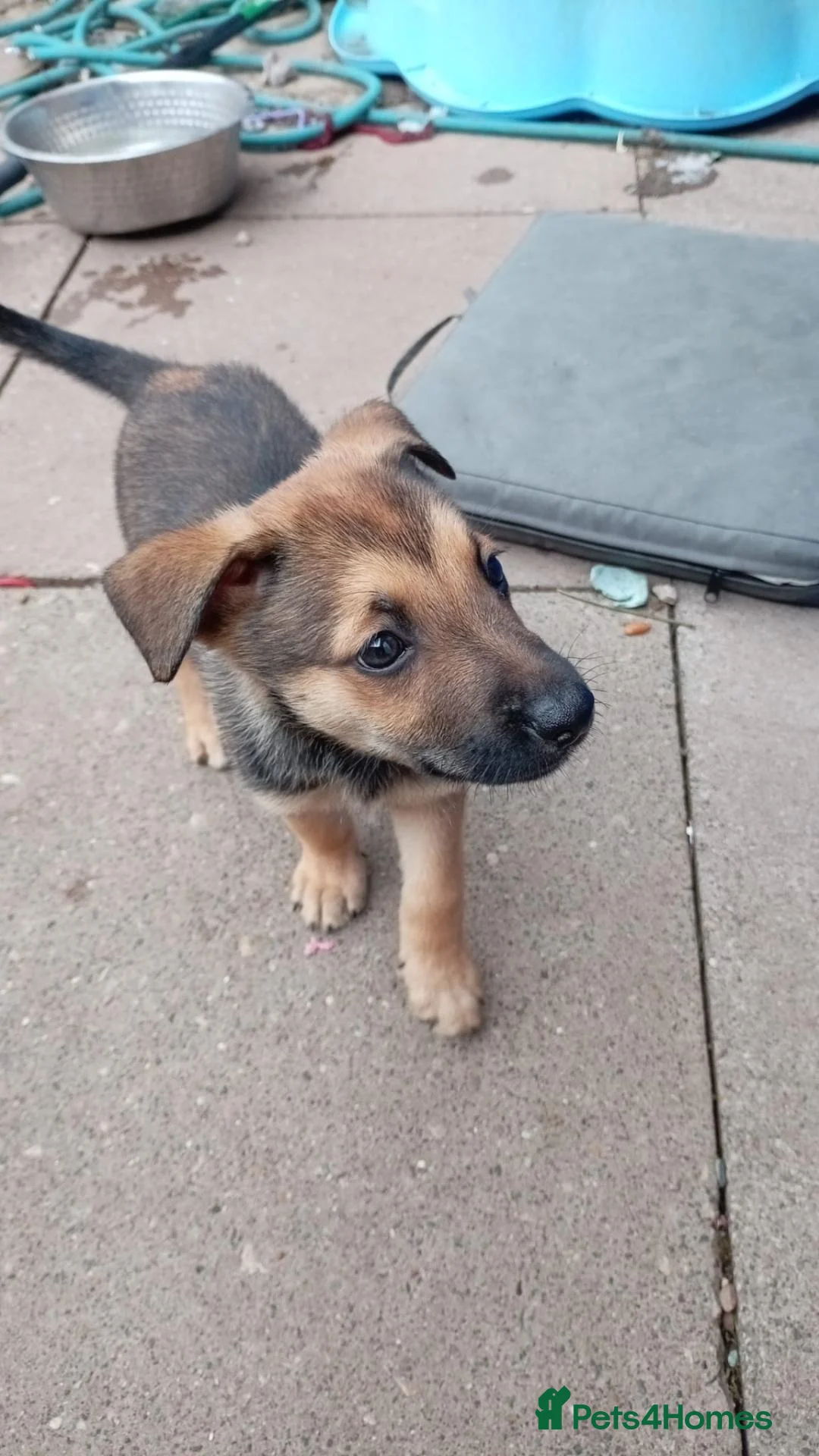 Mixed Breed dogs for sale: German Shepherd cross mali pups - Advert 2