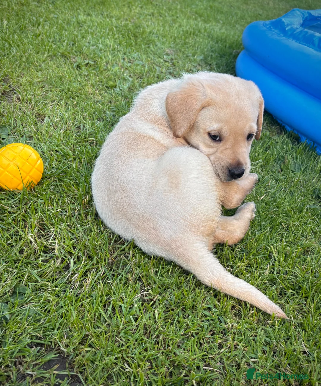 Labrador Retriever dogs for sale: RELISTED DUE TO TIMEWASTER! Gorgeous Lab Puppy - Advert 1