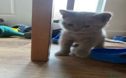 British Shorthair cats for sale: 🐾 Adorable British Shorthair Blue Kittens 🐾 - Image 22