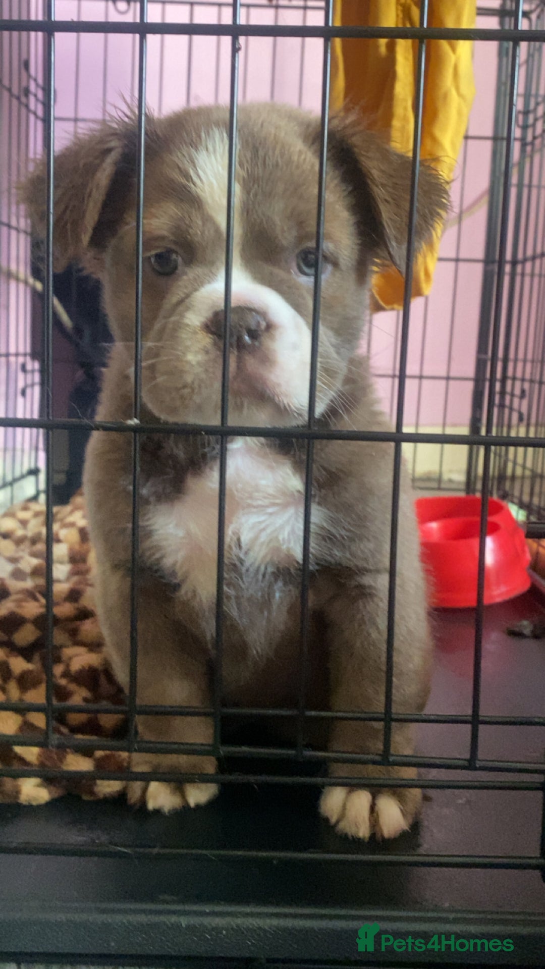 Olde English Bulldogge dogs for sale: Olde English bulldog pups - Advert 1