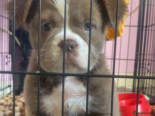 Olde English Bulldogge dogs Olde English bulldog pups - Advert 3