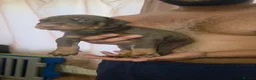 Dobermann dogs for sale: Pedigree Chunky Doberman Puppies - Advert 15