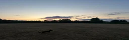 Mixed Breed dogs for sale: Poppy - Advert 2