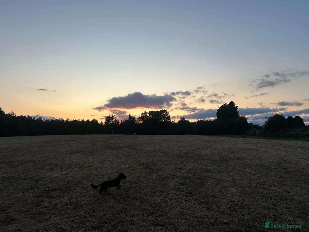 Mixed Breed dogs for sale: Poppy - Advert 2