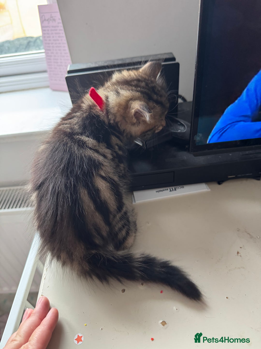 Domestic Shorthair cats for sale: Beautiful babies 😍 - Image 5