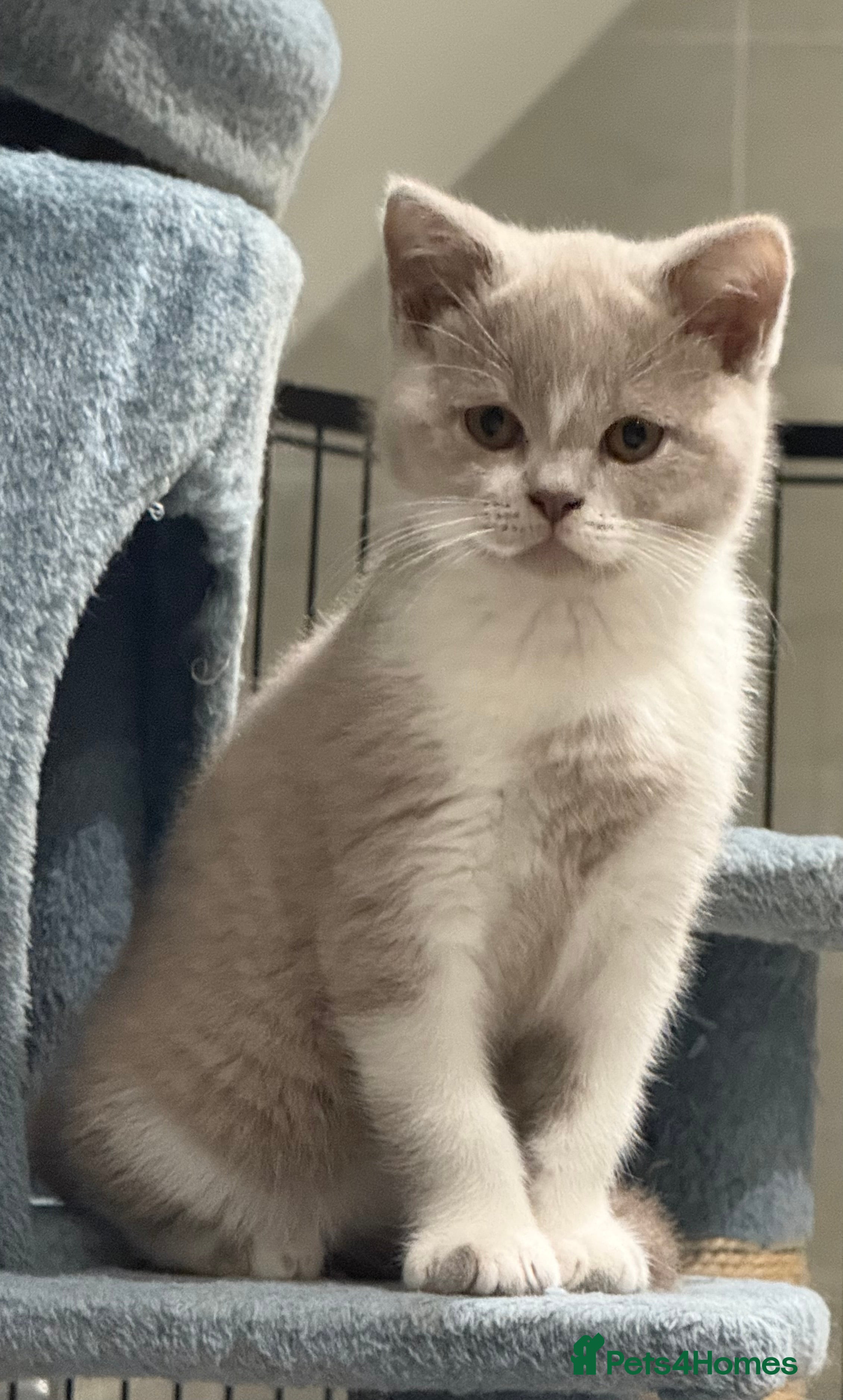 British Shorthair cats Registered Fawn BSH babies still available  - Advert 12