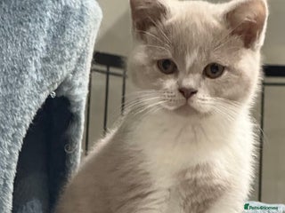 British Shorthair cats Registered Fawn BSH babies still available - Advert 11