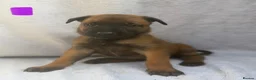 Belgian Shepherd Dog dogs for sale: Belgian Malinois puppies  - Advert 11