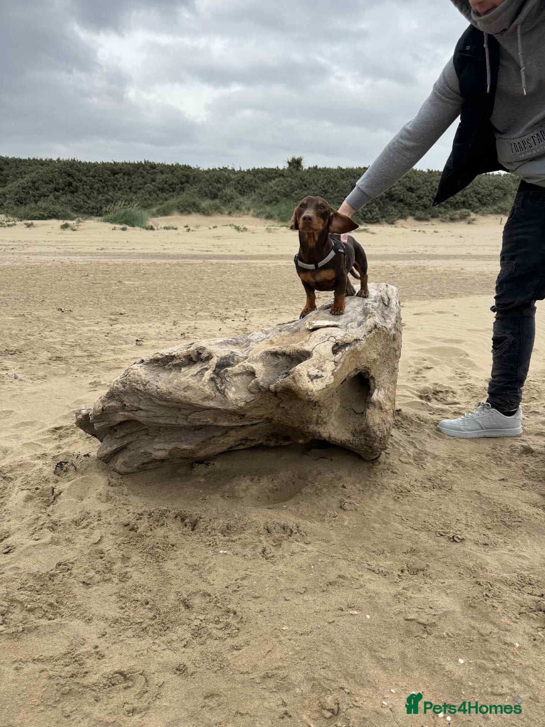 Dachshund dogs for stud: Stud Available — “Rolo” the Chocolate Dachshund  - Image 16