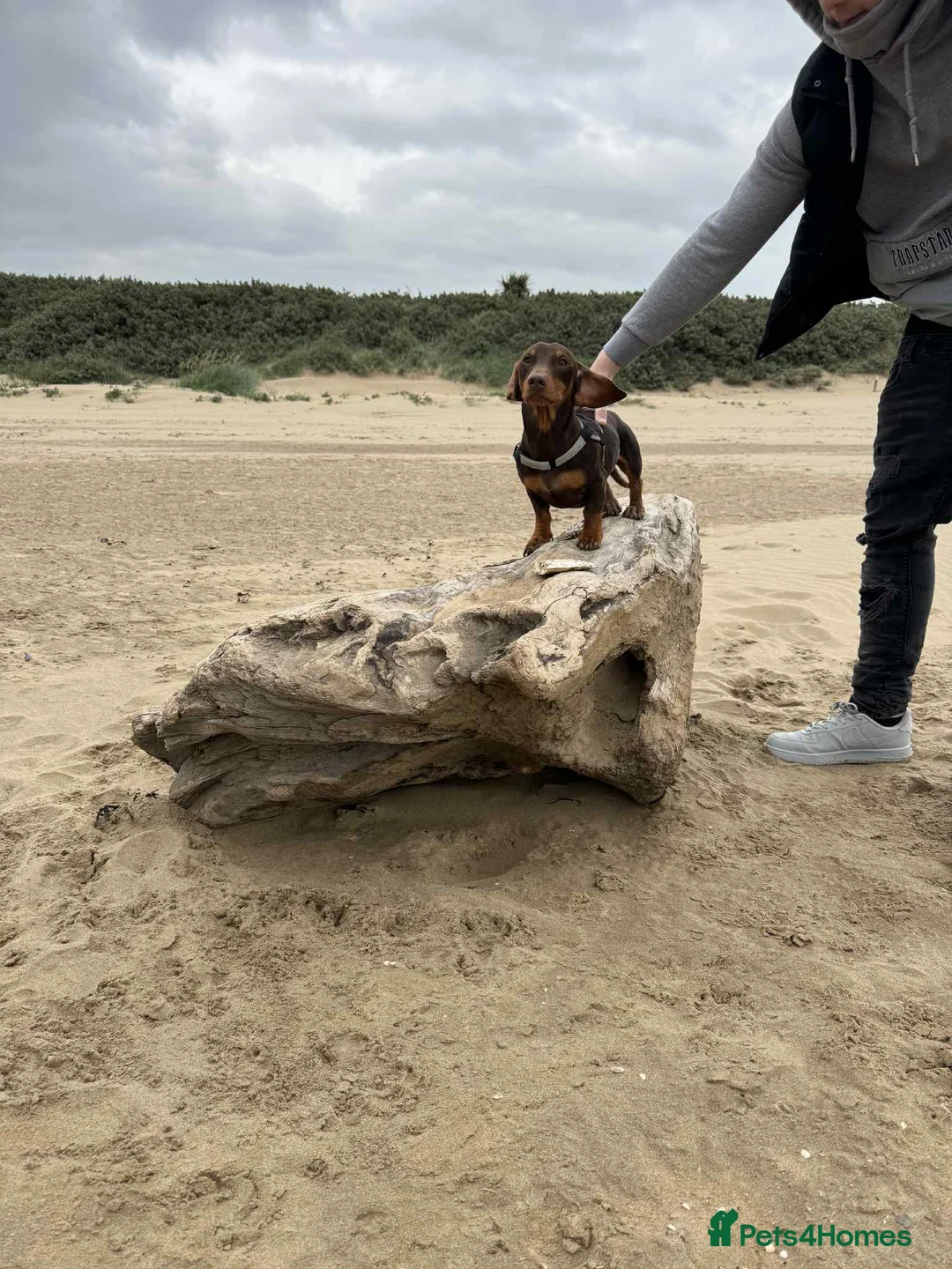 Dachshund dogs for stud: Stud Available — “Rolo” the Chocolate Dachshund  - Advert 16