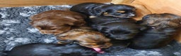 Cocker Spaniel dogs for sale: Litter of gorgeous cocker spaniel puppies  - Advert 12