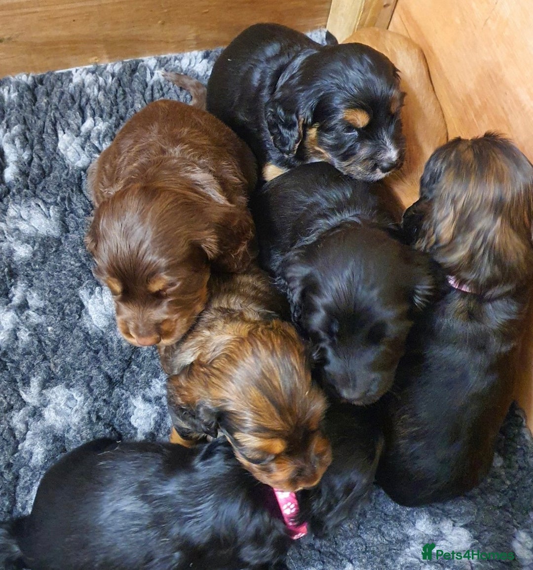 Cocker Spaniel dogs for sale: Litter of gorgeous cocker spaniel puppies  - Advert 12