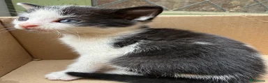 Mixed Breed 4