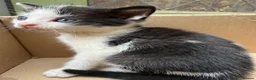 Mixed Breed cats for sale: 4 adorable kittens available to be rehomed - Advert 8