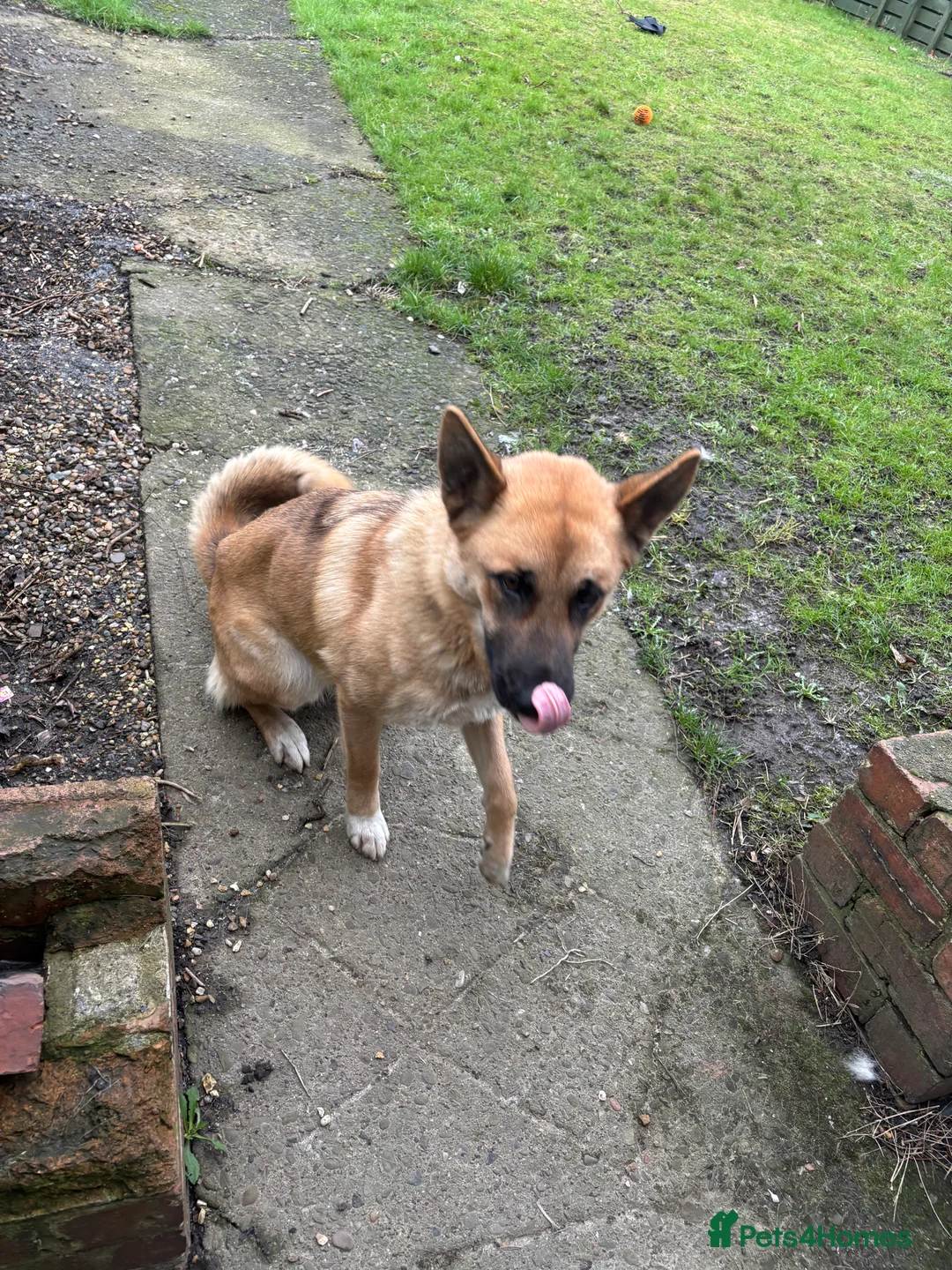 Shepsky dogs for sale: Narla. Husky x German shepherd  - Advert 2