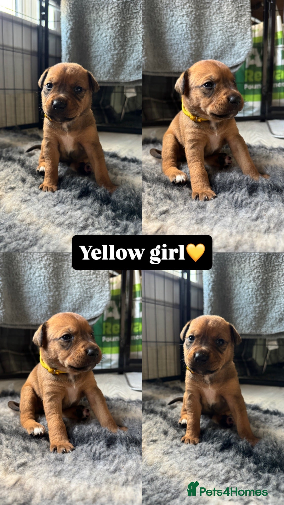 Mixed Breed dogs 2 LEFT — Staffy X Rottweiler Mix Puppies - Advert 11