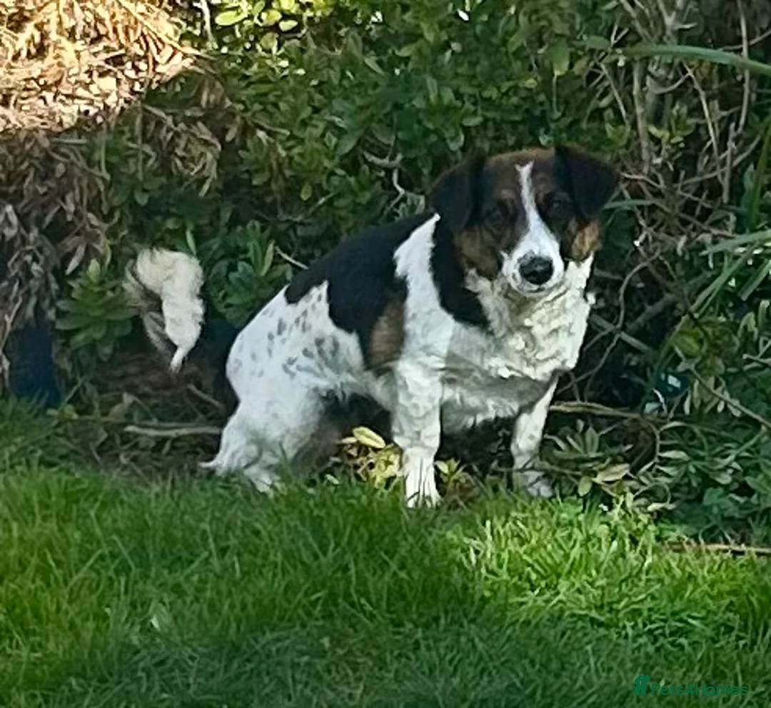 Mixed Breed dogs for sale: Maisie is looking for a home - Advert 2