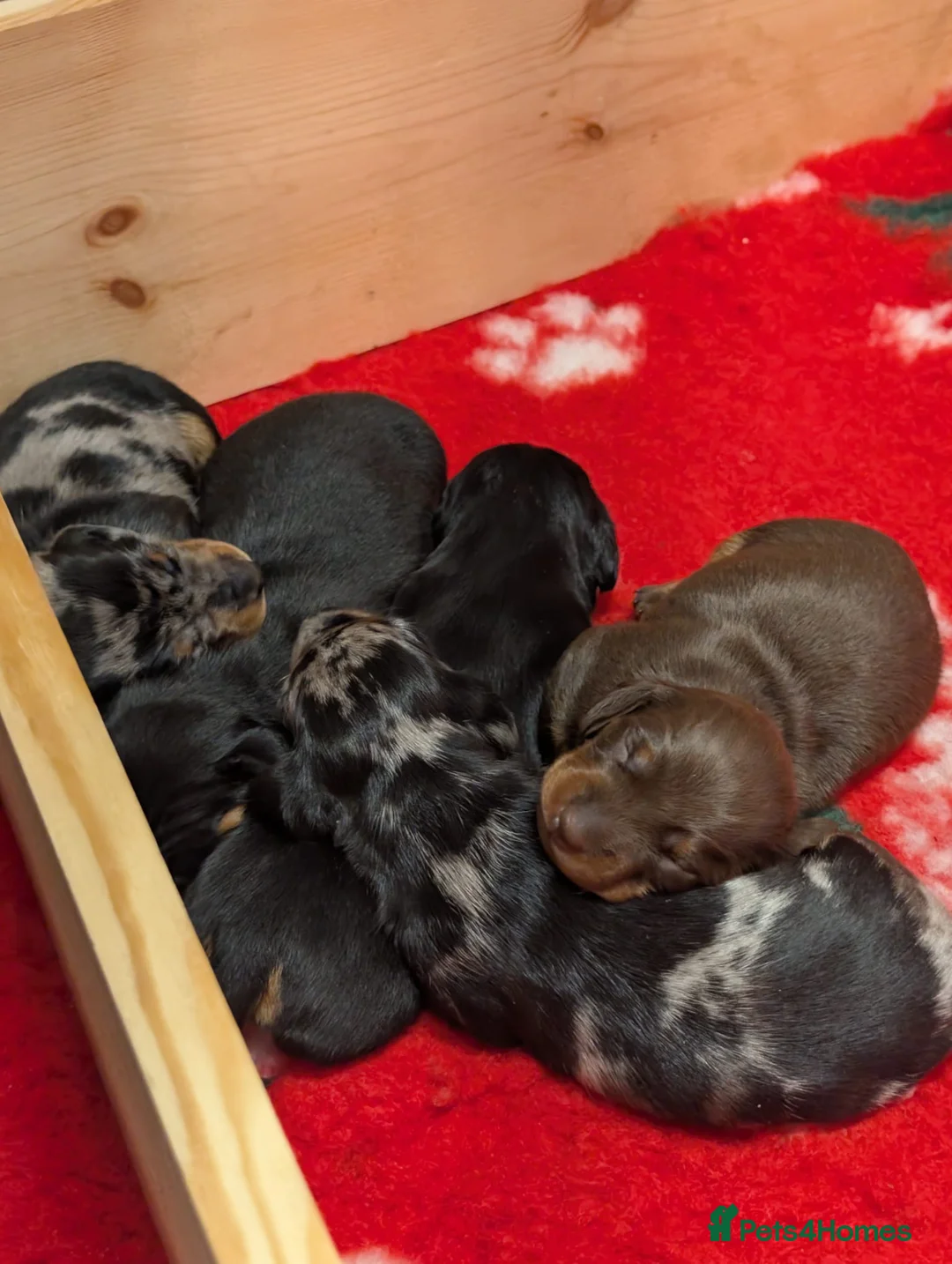 Miniature Dachshund dogs for sale: Beautiful miniature Dauchunds  - Advert 4