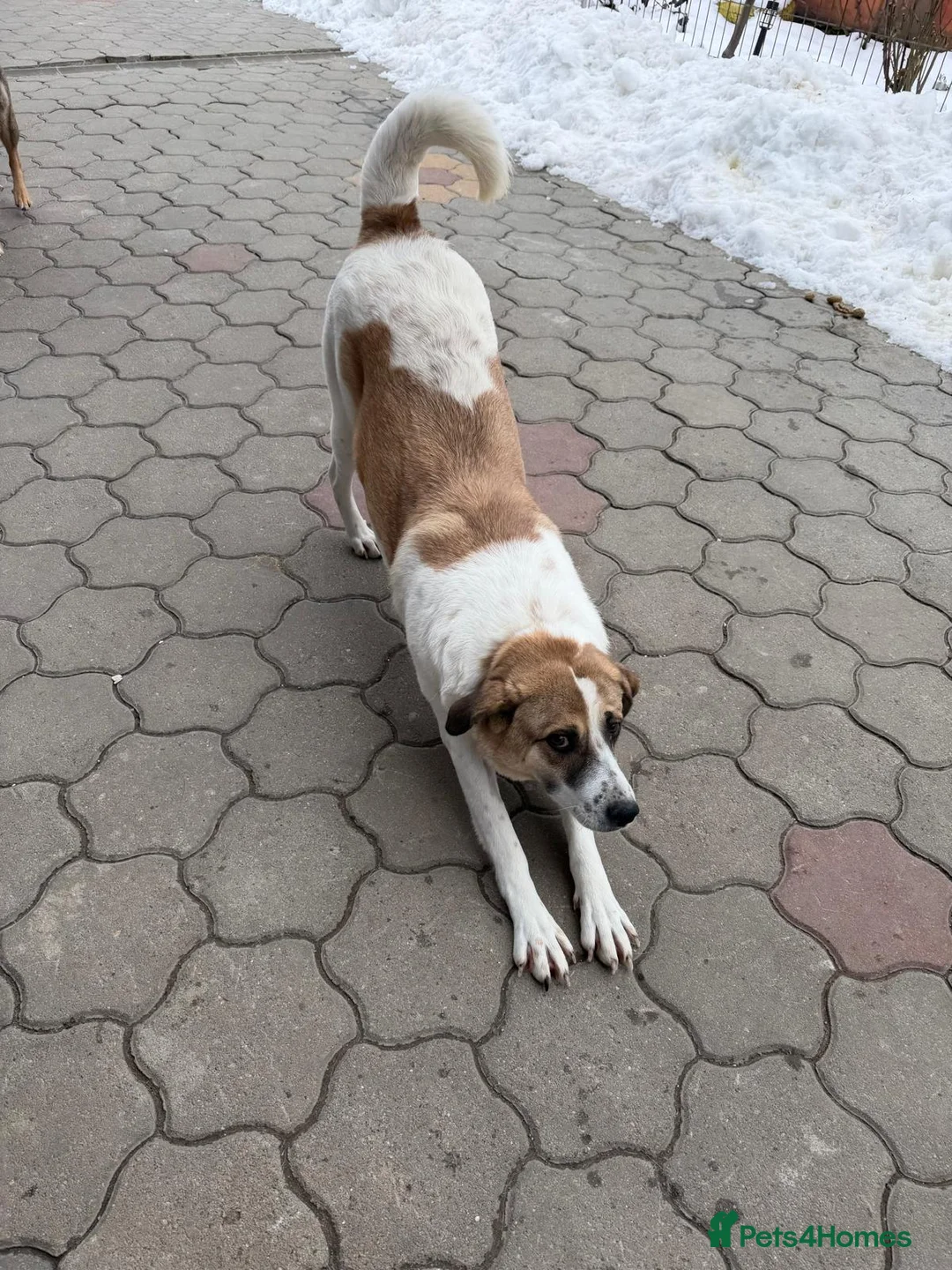 Mixed Breed dogs for adoption: 🐾🤍 MARIA – Gentle, Loyal & Ready to Belong 🤍🐾 - Advert 2