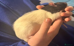 Rat rodents for sale: 2 male rats  - Advert 3