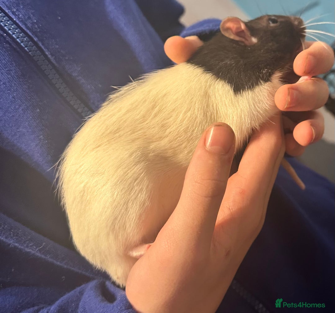 Rat rodents for sale: 2 male rats  - Advert 3