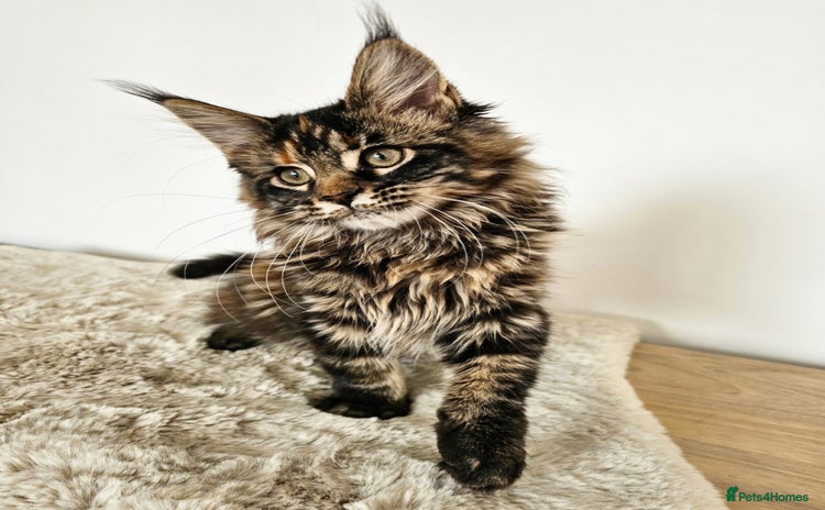 Maine Coon cats - Advert 15