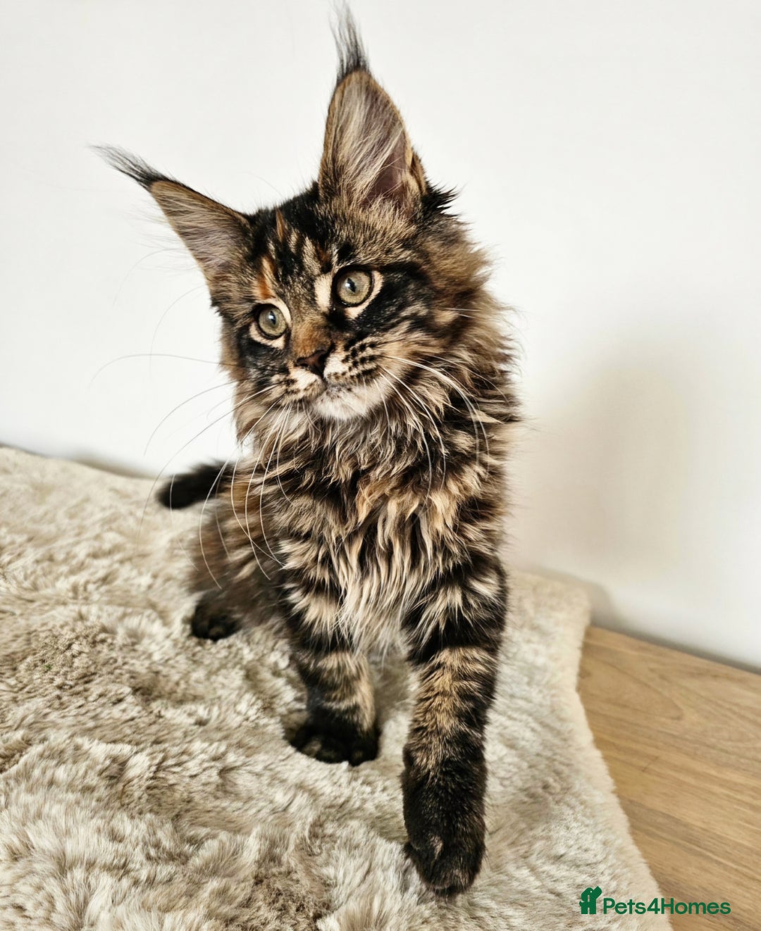Maine Coon cats for sale:   Maine Coon kittens looking for loving homes - Image 1