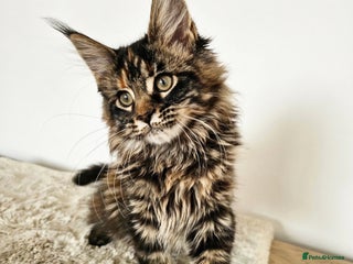 Maine Coon cats - Advert 11