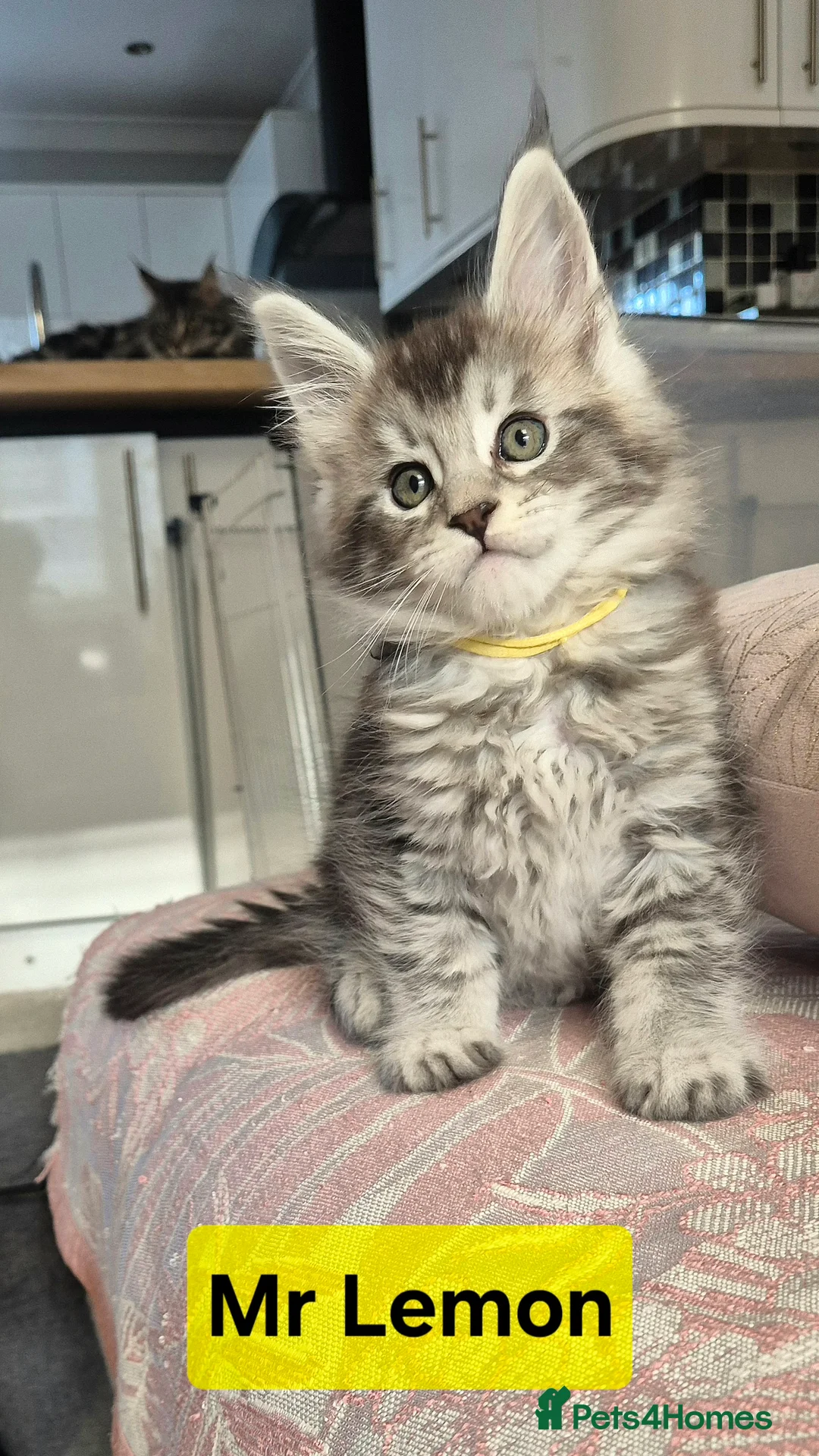 Maine Coon cats for sale: 🎀 Outstanding GCCF Pedigree Maine Coon Kittens  - Advert 16