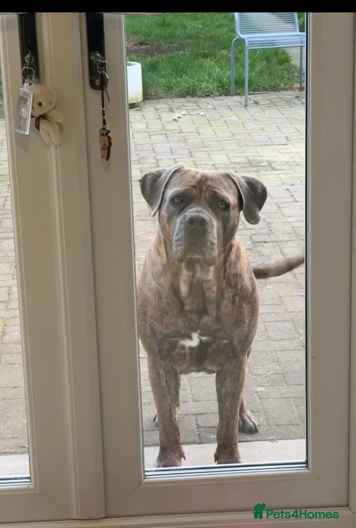 Cane Corso dogs Beautiful Cane Corso Female for sale - Advert 1