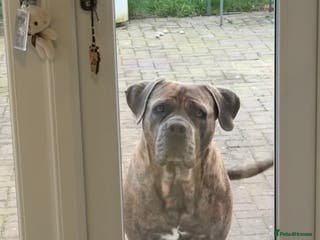 Cane Corso dogs Beautiful Cane Corso Female for sale - Advert 1
