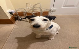 Jack Russell dogs for sale: 2x Jack Russells - Image 2