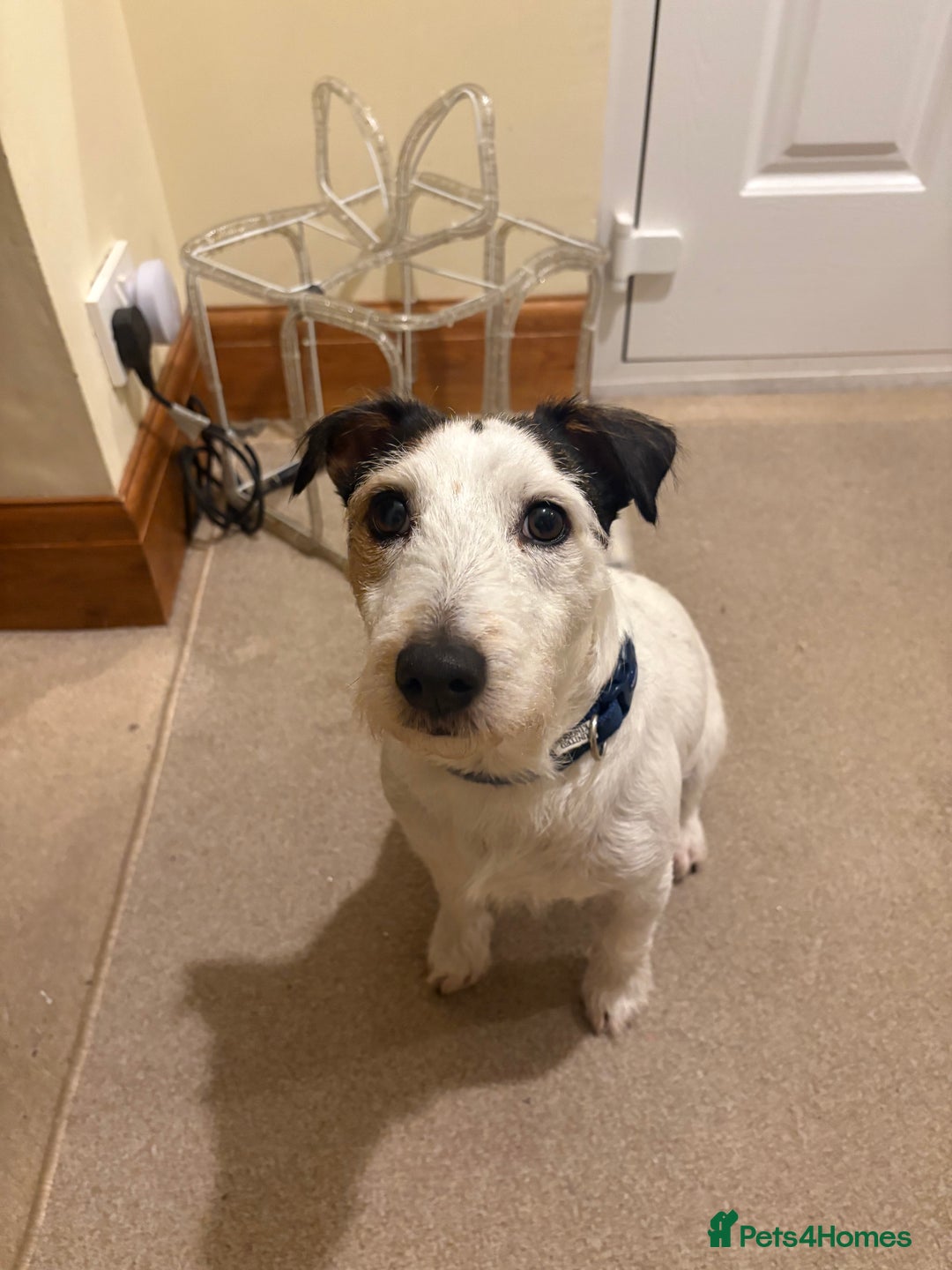 Jack Russell dogs for sale: 2x Jack Russells - Image 2