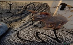 Sphynx cats for sale: Beautiful blue tabby girl - Advert 18