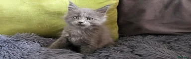 Lena