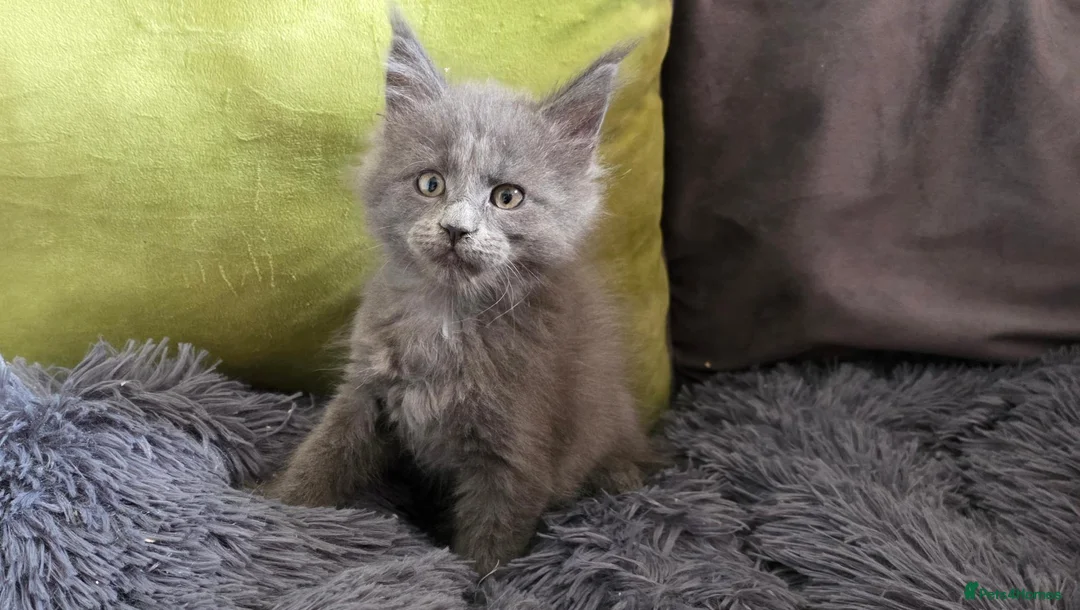 Maine Coon cats for sale: Maine coon kitten  - Advert 38