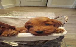 Cockapoo dogs for sale: Cockapoo puppies f1 show) ❤️ fox Red. !!!!!!. - Image 25