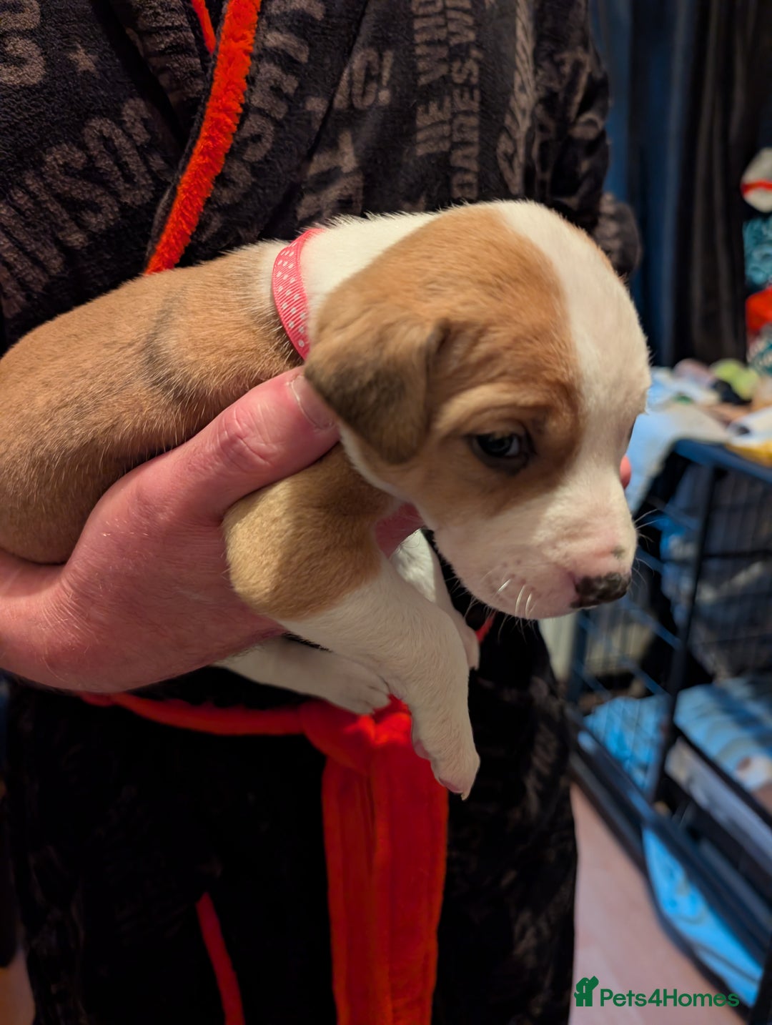 Mixed Breed dogs for sale: Staffy X pups  - Advert 24