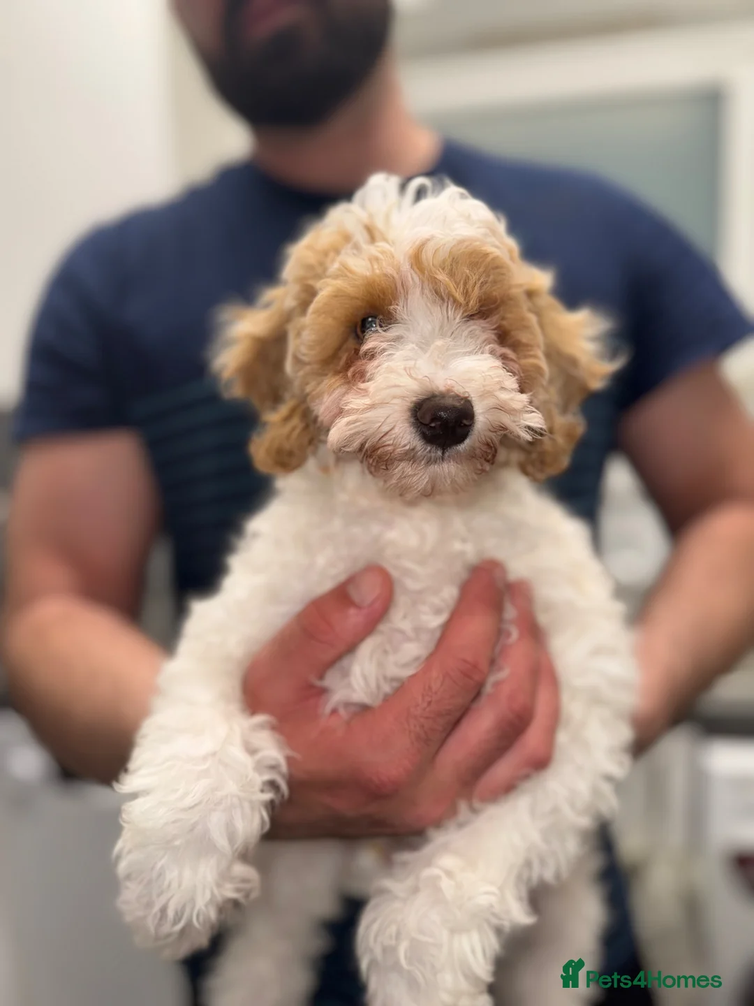 Poochon dogs for sale: Rehoming our male  poochon  - Advert 3