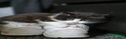 Mixed Breed cats for sale: Mixed Breed Kittens - Advert 10