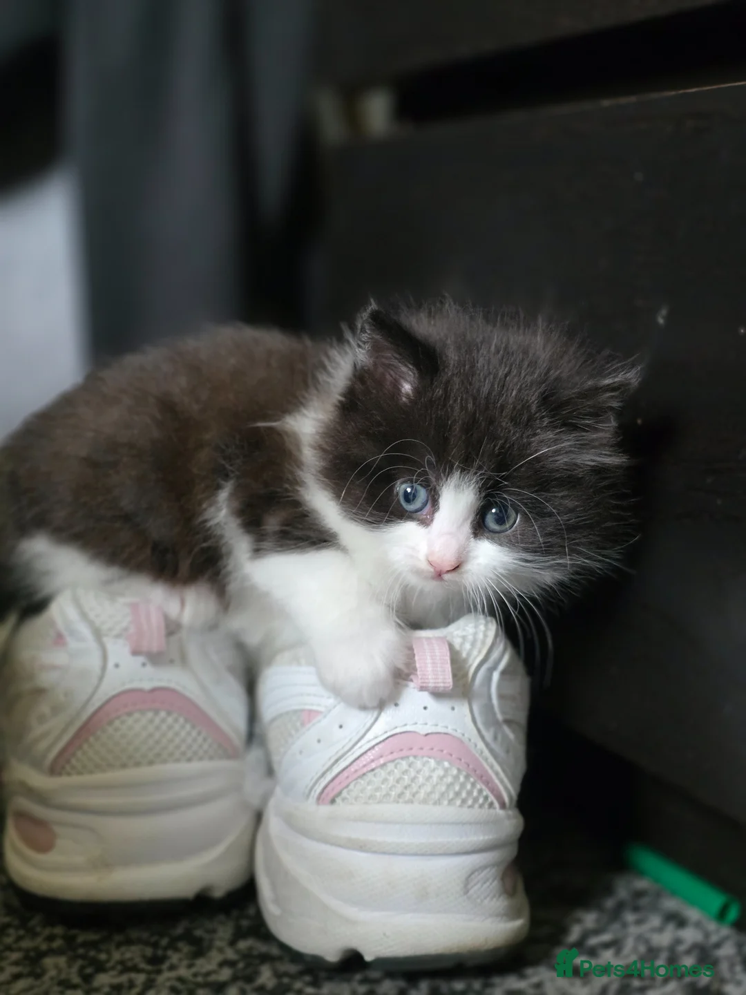 Mixed Breed cats for sale: Mixed Breed Kittens - Advert 10