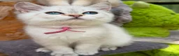 British Shorthair cats for sale: TICA BSH & BLH Golden kittens 😻 - Advert 8