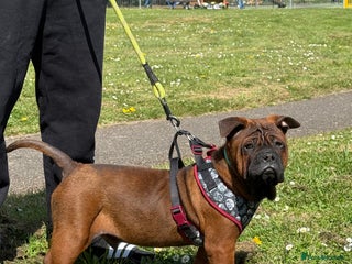 French Bulldog dogs in Isleworth - Advert 23